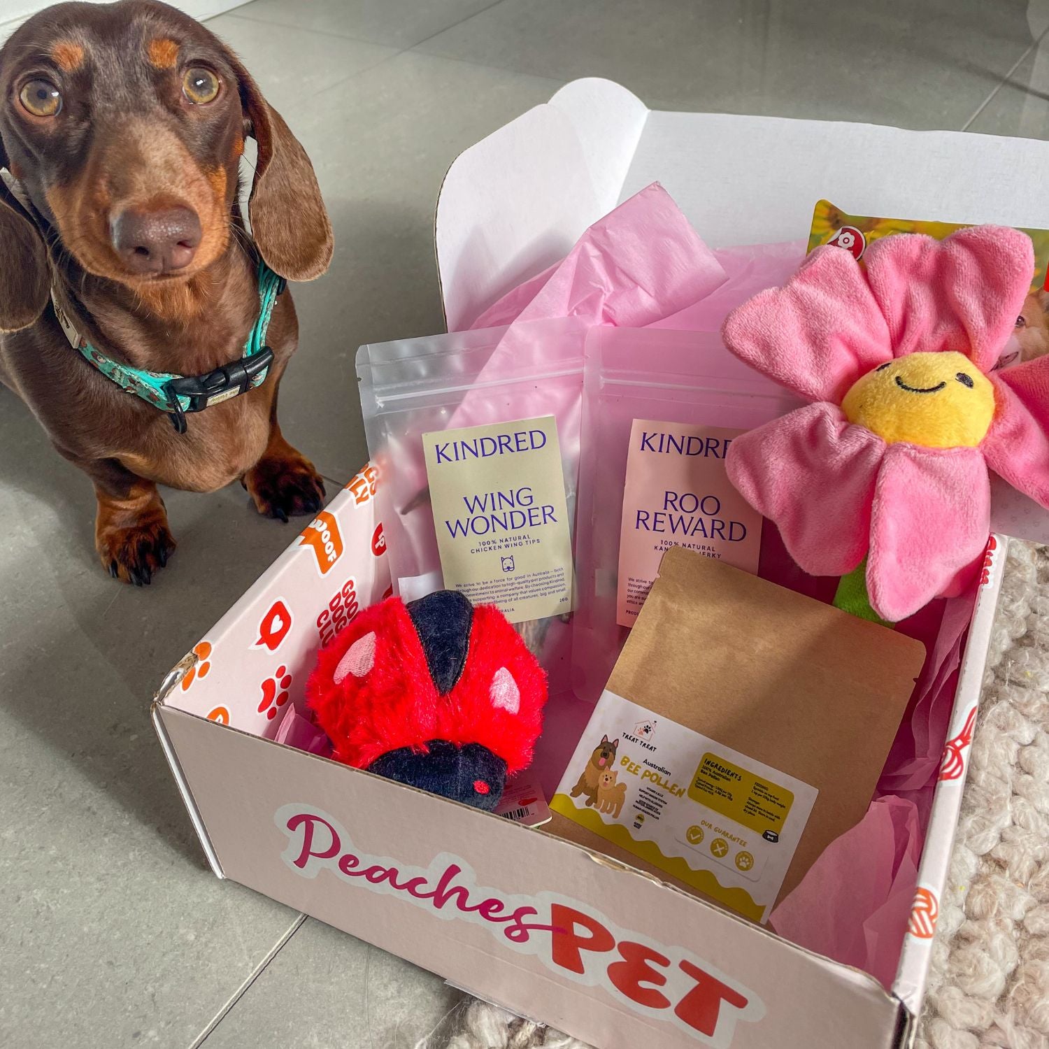 Themed Dog Subscription Box