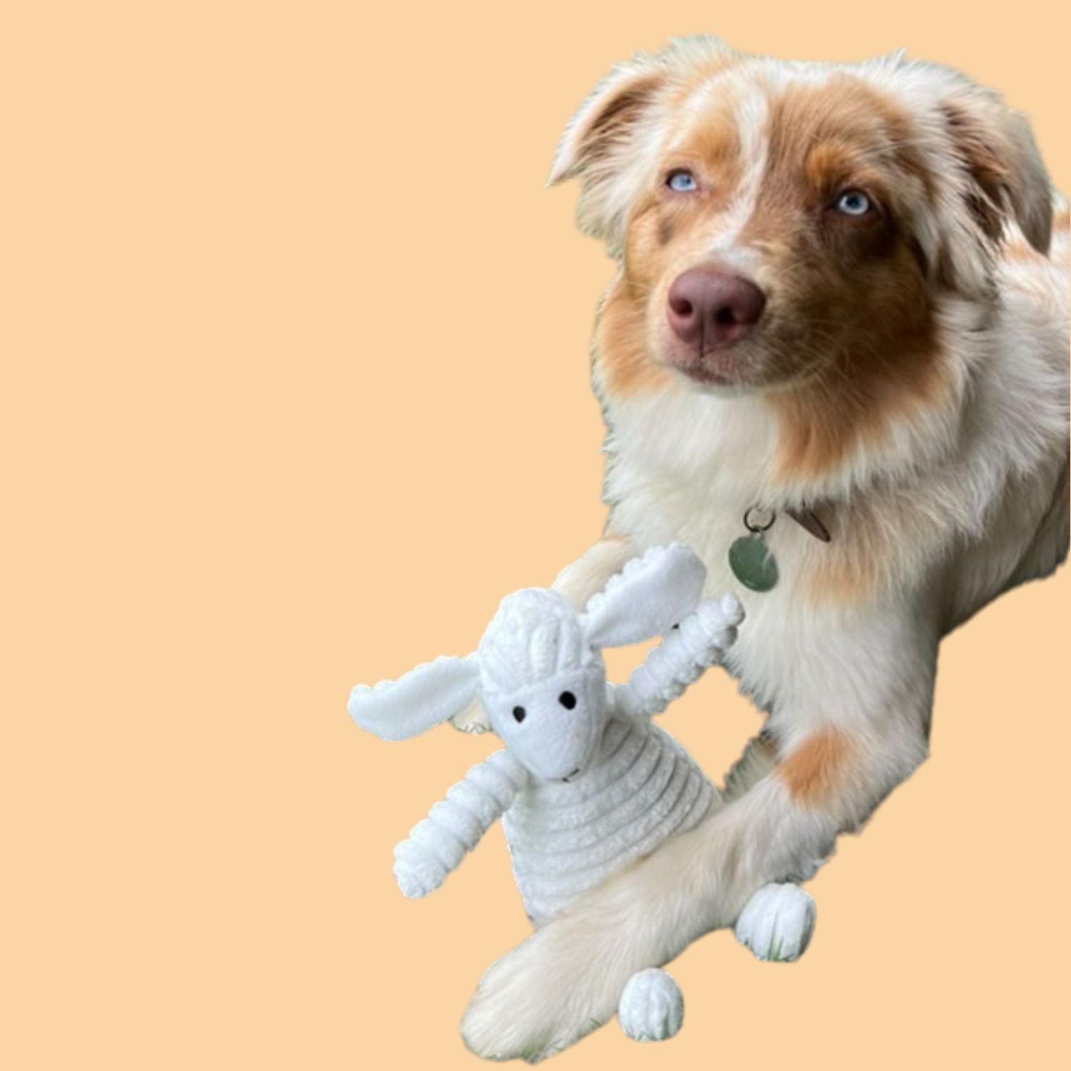 Lamb Plush Toy - Squeaky