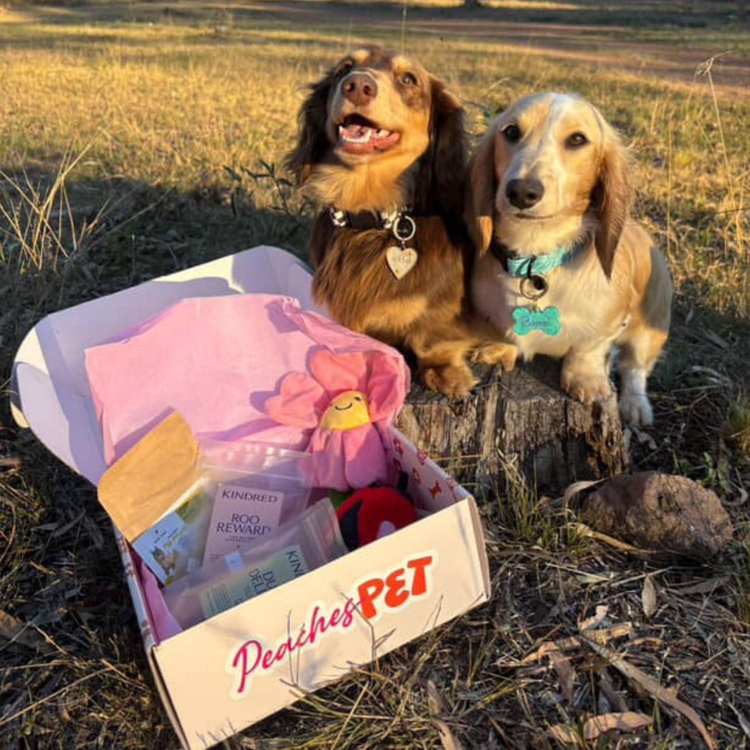 Themed Dog Subscription Box