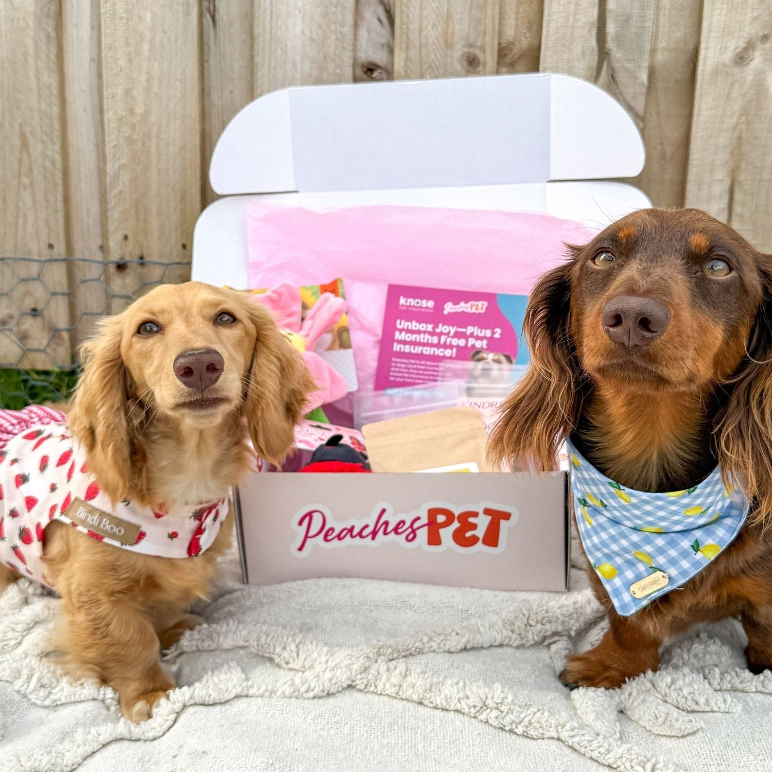 Themed Dog Subscription Box