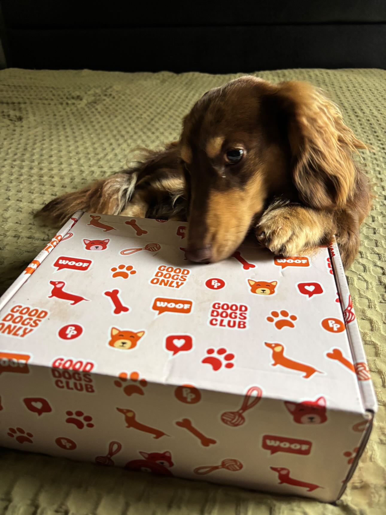 Themed Dog Subscription Box