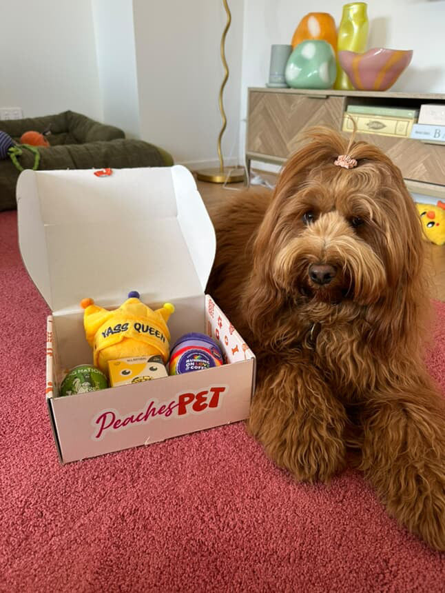 Themed Dog Subscription Box