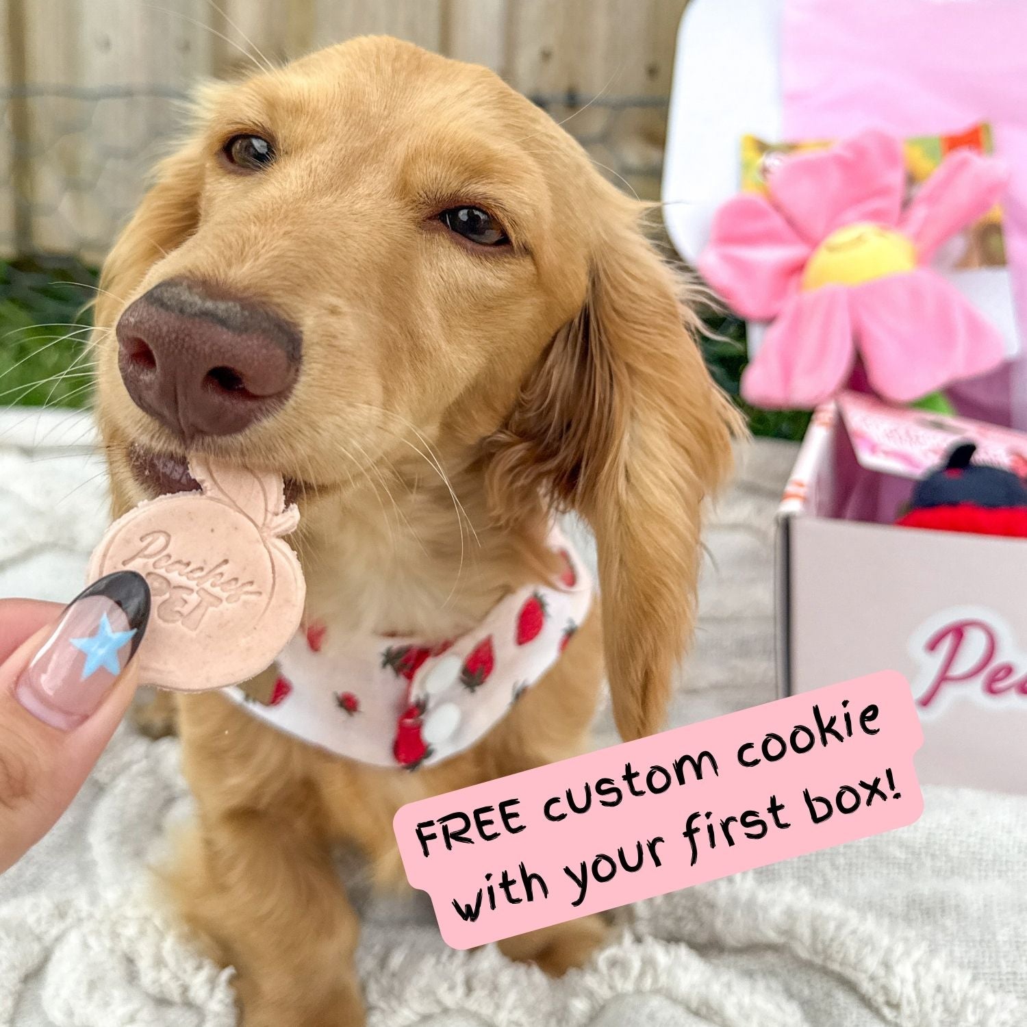 Themed Dog Subscription Box