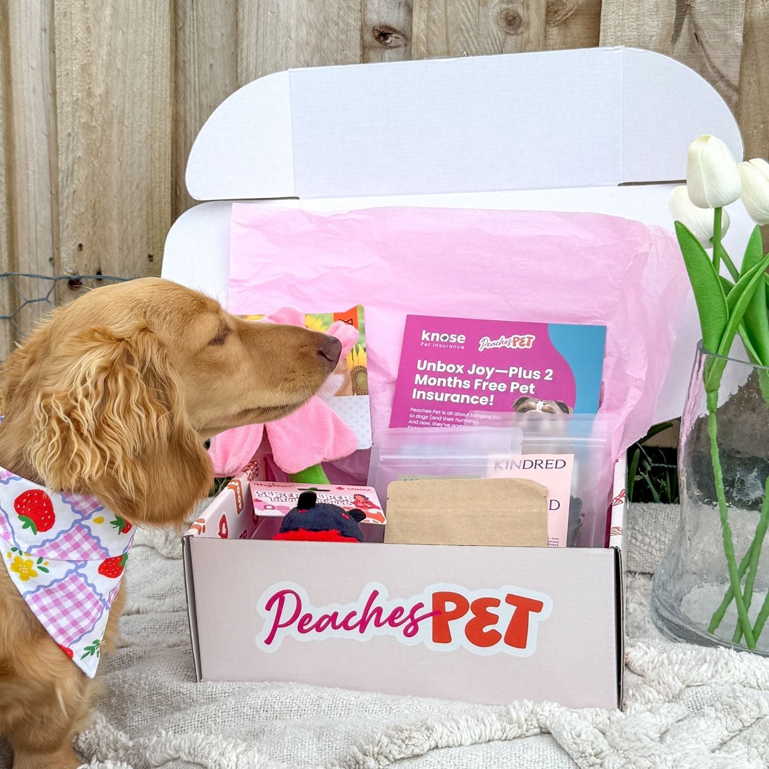 Themed Dog Subscription Box