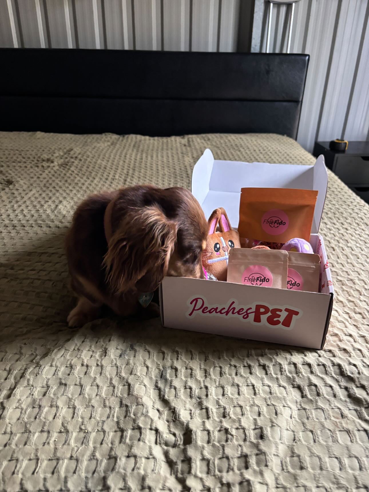 Themed Dog Subscription Box