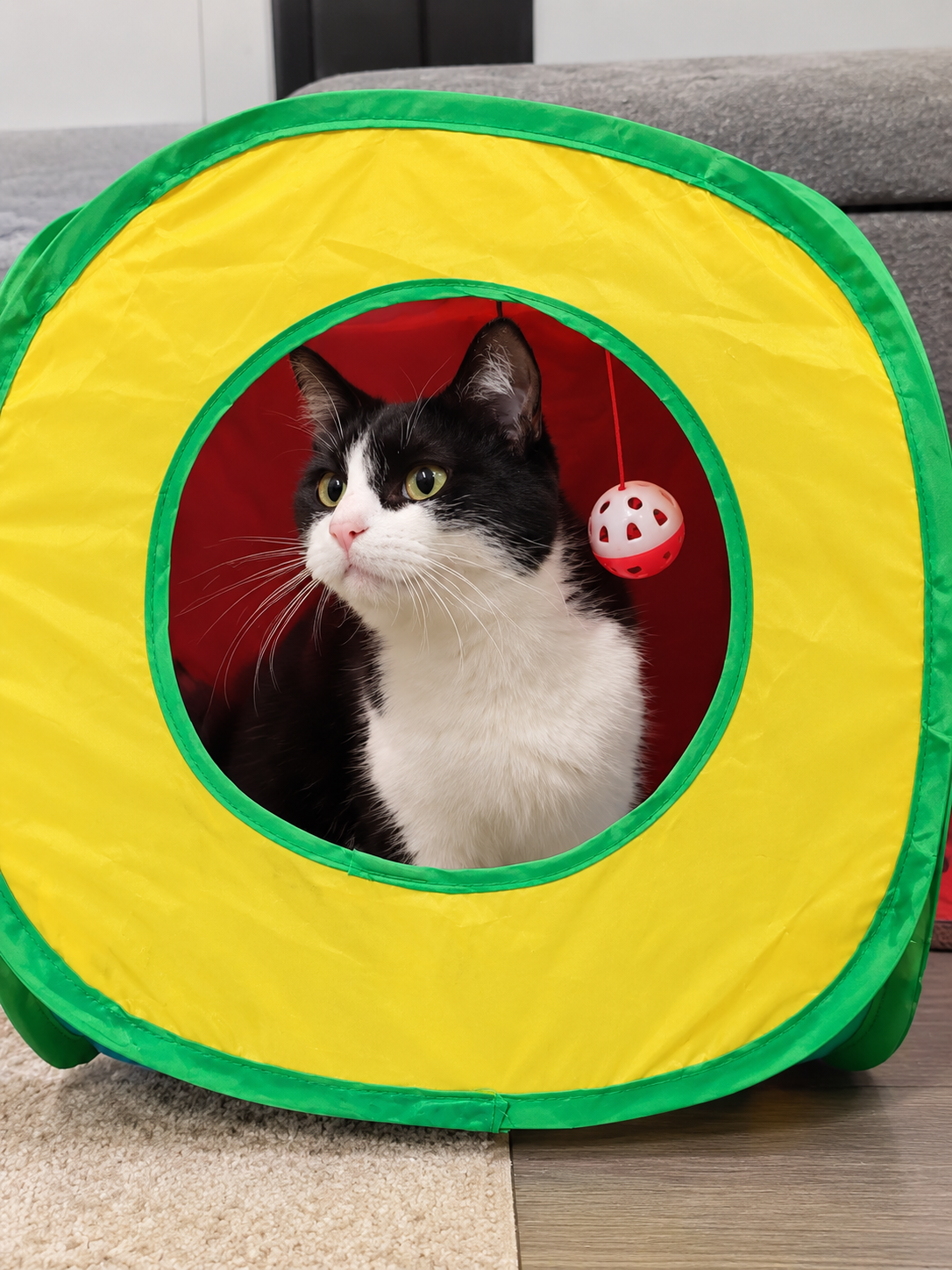 Cat pop up activity cube