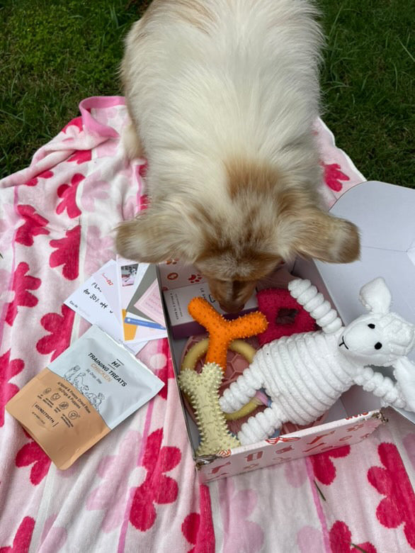 Puppy Starter Box