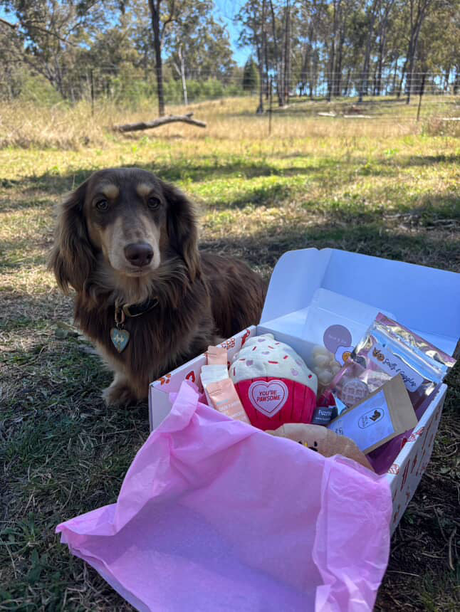 The Barkfast Club Box