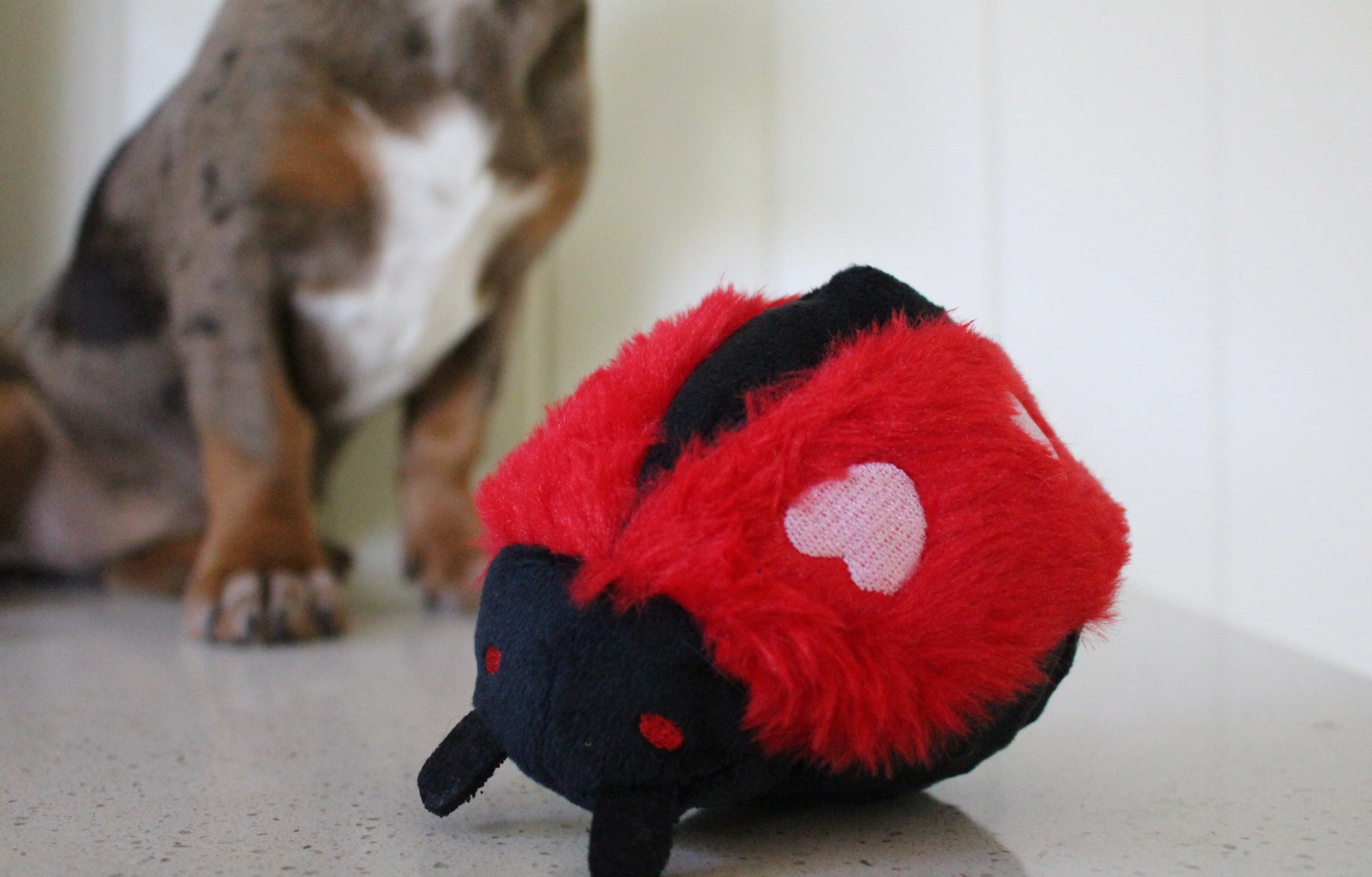 2-in-1 Lady Bug Toy