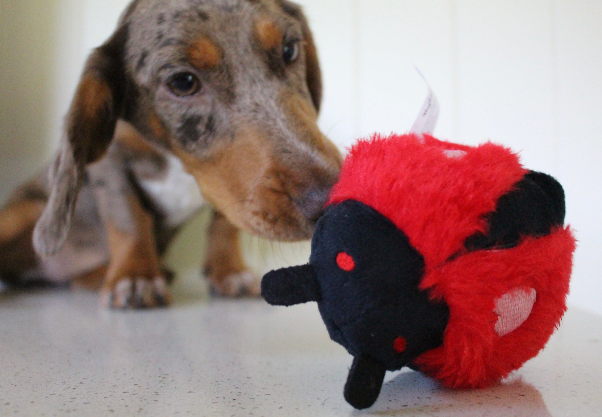 2-in-1 Lady Bug Toy