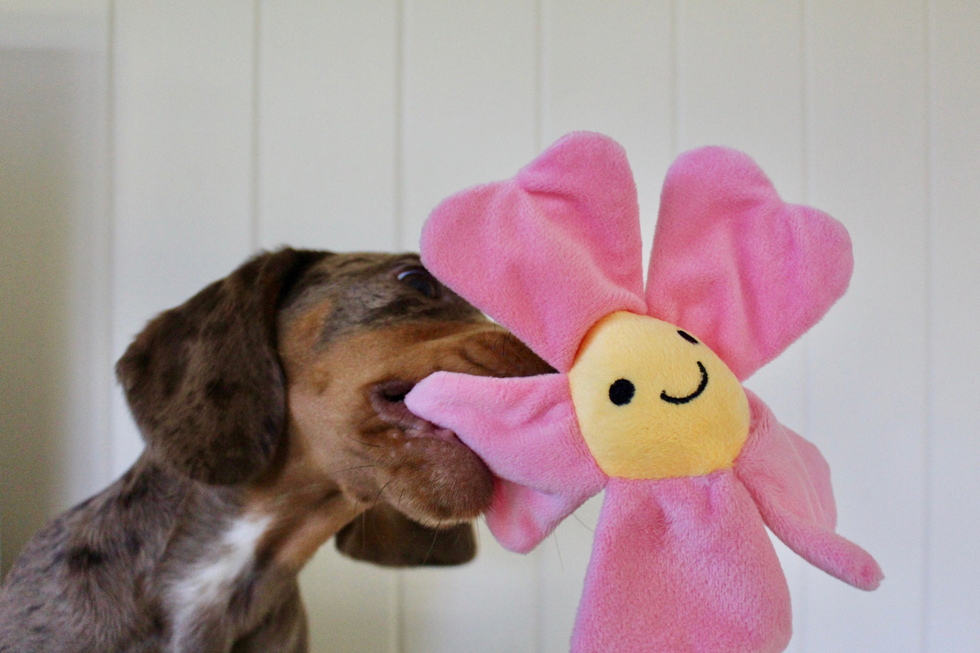 Flower Power Toy