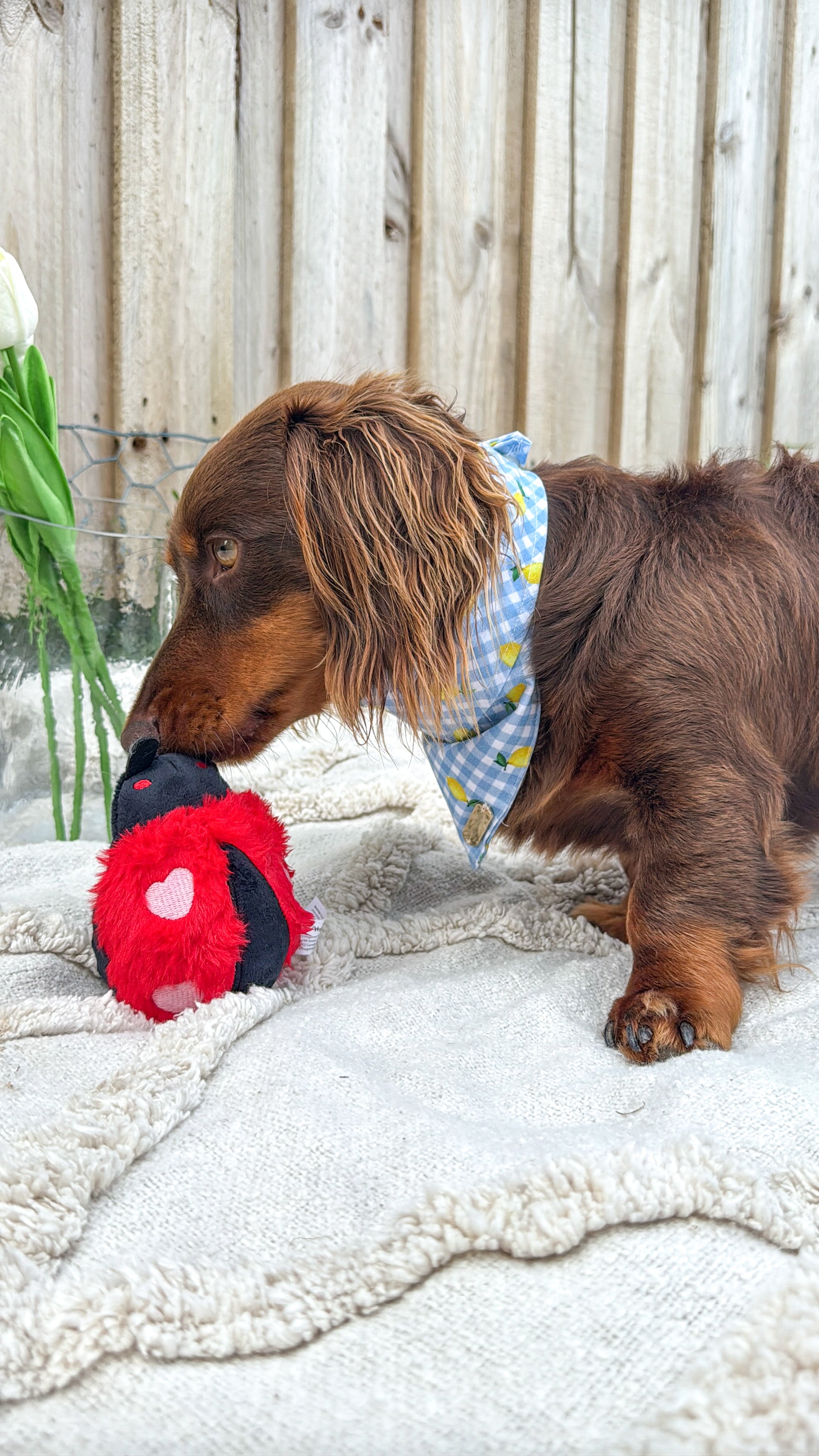 2-in-1 Lady Bug Toy