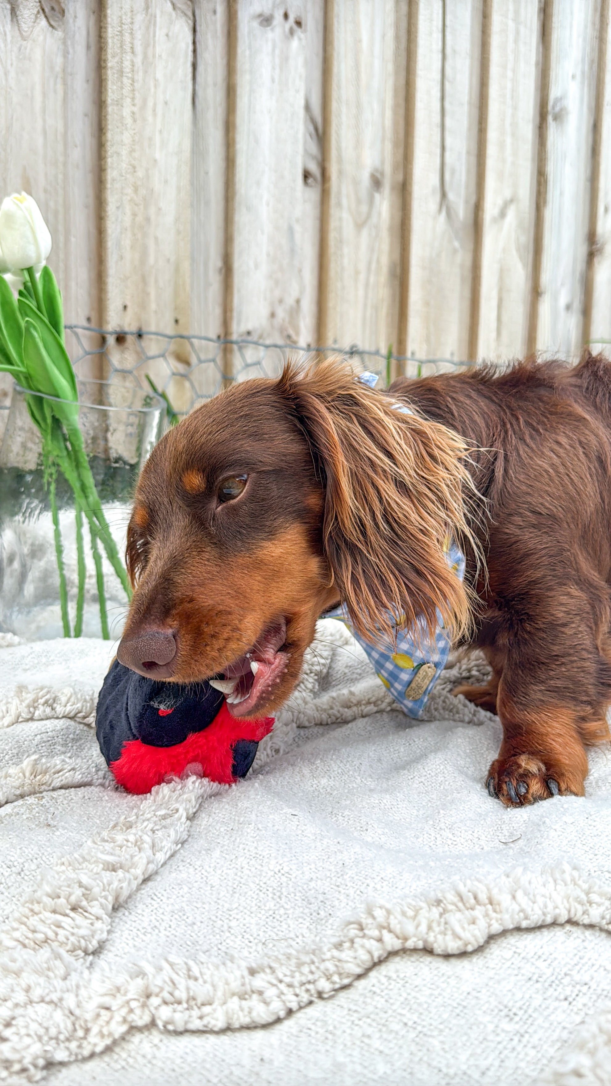 2-in-1 Lady Bug Toy