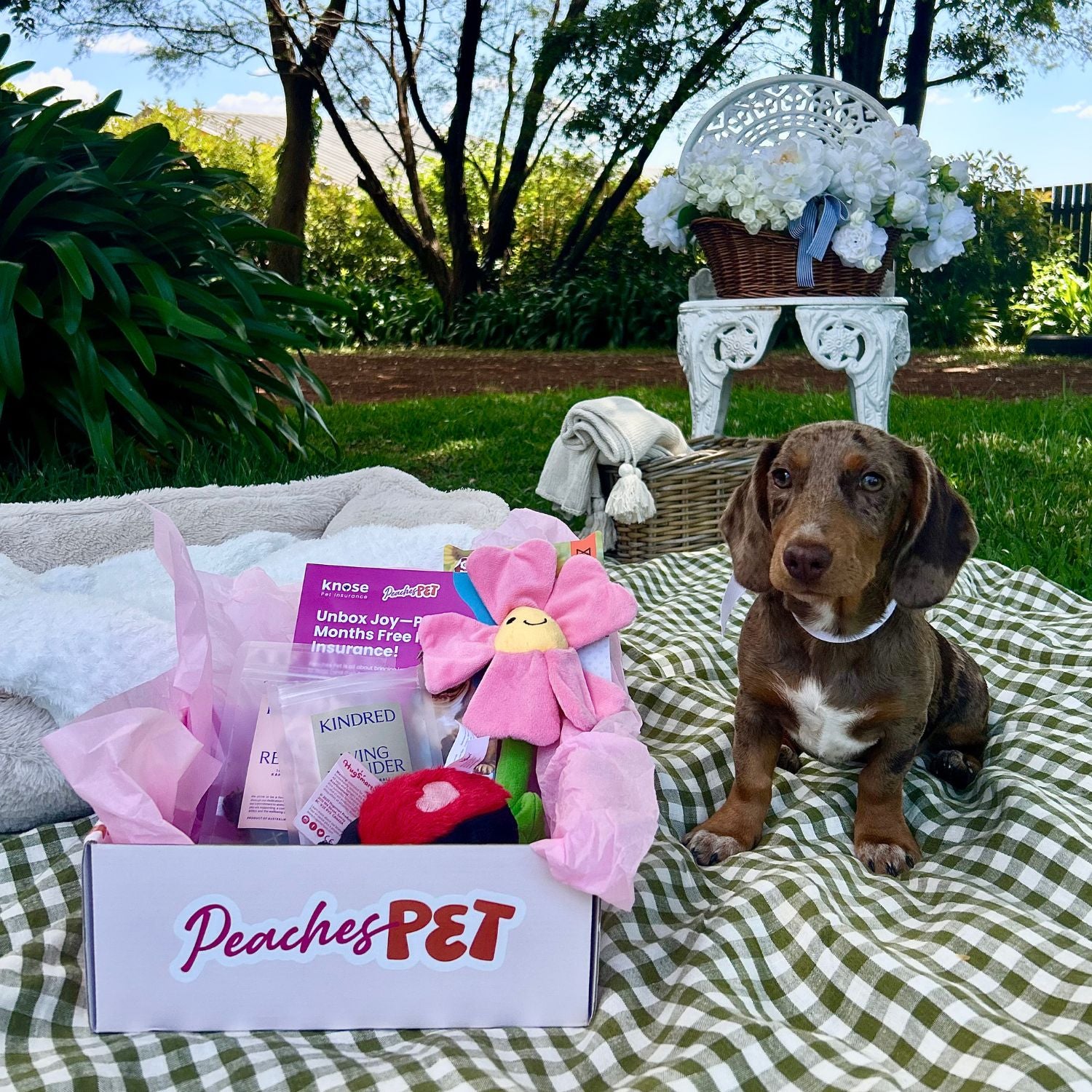 Spring Box - 'Pup in Full Bloom'