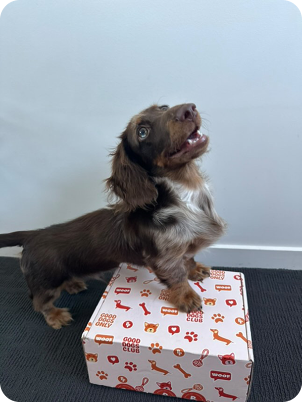 Puppy Starter Box
