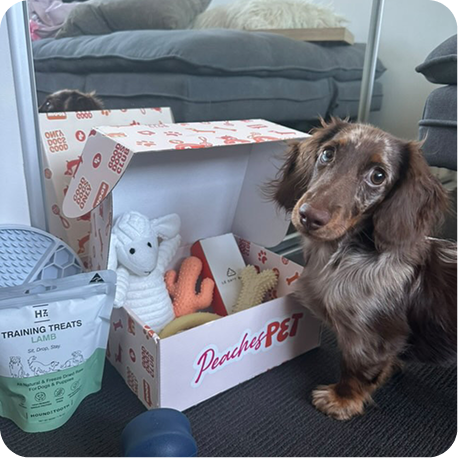Puppy Starter Box