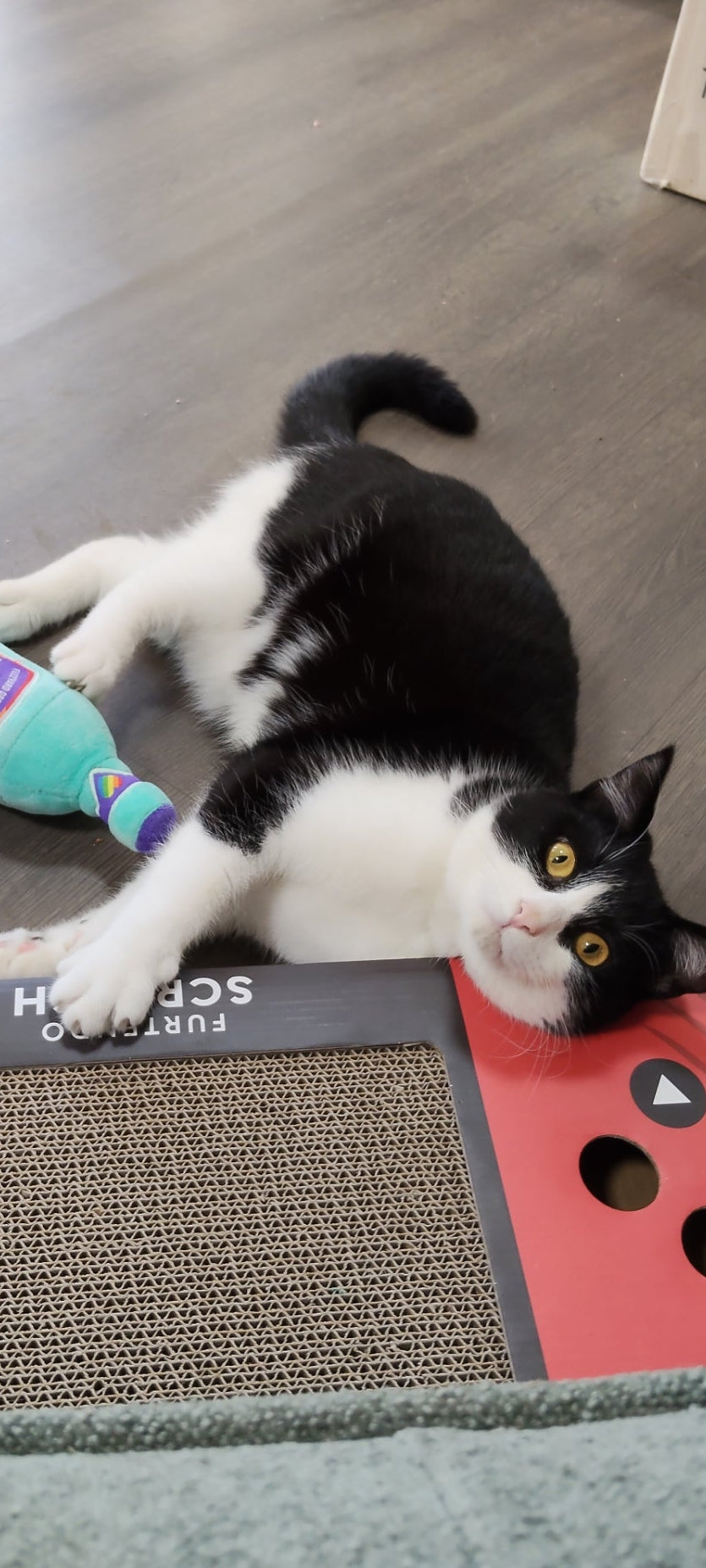 Donate a cat toy