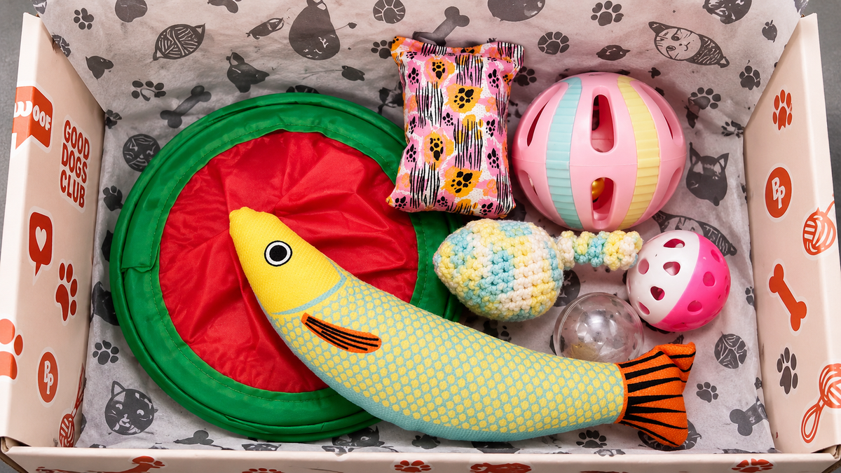 Cat activity box