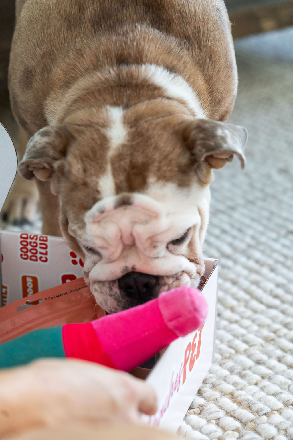 Themed Dog Subscription Box